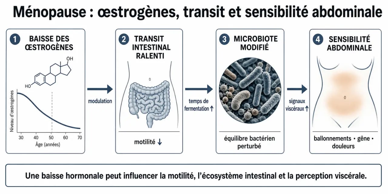 Ménopause et intestin irritable : schéma du lien entre hormones, microbiote et transit intestinal